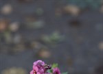 Diascia personata 'Hopley's'