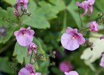 Diascia cordata 'Whisper Lavender Pink'