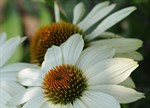 Echinacea purpurea 'Pow Wow White'