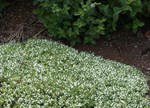 Thymus serpyllum 'Albus'