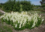 Penstemon 'Swan Lake'