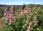 Penstemon 'Hidcote Pink'