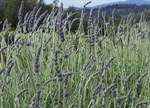 Lavandula x heterophylla 'Riverina James' PBR