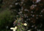 Salvia koyamae 'Yamagata'