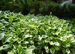 Hosta 'So Sweet'