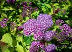 Spiraea japonica 'Walbuma'