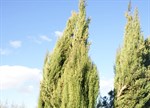 Cupressus sempervirens 'Fullarton'