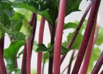 Acanthus mollis 'Red Legs'