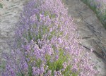 Lavandula angustifolia ssp angustifolia