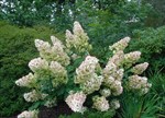 Hydrangea serrata 'Nigra'