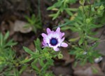 Osteospermum eklonis 'Starshine Mauve'