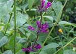 Salvia 'Magenta Magic'