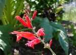 Salvia elegans