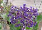 Limonium perezii