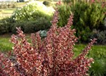 Coprosma 'Rainbow Surprise'