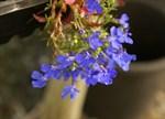 Lobelia erinus 'Riviera Blue Eyes'