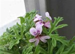 Pelargonium graveolens 'Peppermint Rose'