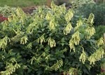 Phygelius aequalis 'Yellow Trumpet'