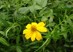 Tagetes lemmonii