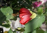 Abutilon x hybridum 'Flamenco'