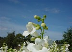 Penstemon 'Swan Lake'