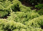 Juniperus x pfitzeriana 'Winter Gold'