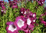 Penstemon 'Port Wine'