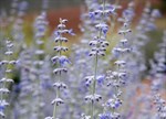 Perovskia atriplicifolia 'Little Spires'