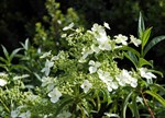 Hydrangea chinensis 'Formosa'