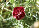 Dianthus 'Damask Superb'