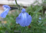 Salvia azurea 'Grandiflora'