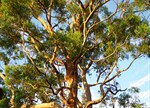 Angophora costata