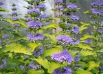 Caryopteris x clandonensis 'Lisaura' 