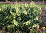 Phygelius aequalis 'Yellow Trumpet'