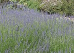 Lavandula x intermedia 'Miss Donnington'