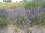 Lavandula angustifolia 'Maillette'