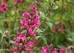 Salvia involucrata 'Mulberry Jam'