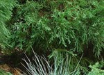 Festuca glauca 'Elijah Blue'