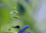 Salvia guaranitica 'Blue Majestic'