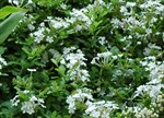 Plumbago auriculata 'Alba'