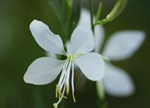 Gaura lindheimeri 'White'