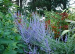 Perovskia atriplicifolia 'Little Spires'