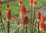 Kniphofia uvaria 'Tritoma Mixed'