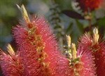 Callistemon 'Western Glory'