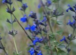 Salvia 'Indigo Blue'