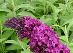 Buddleja davidii 'Royal Red'