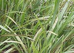 Dianella tasmanica