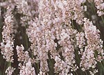 Lavandula angustifolia 'Hidcote Pink'