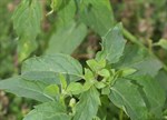 Mentha australis 'River'