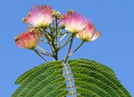 Albizia julibrissin 'Rosea'